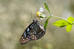 Tirumala limniace limniace