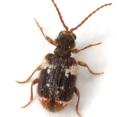 Ptinus bimaculatus