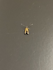 Chrysoclista linneella