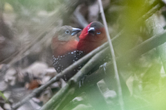 Hypargos niveoguttatus