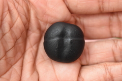 Merremia discoidesperma