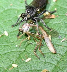 Leptogaster flavipes