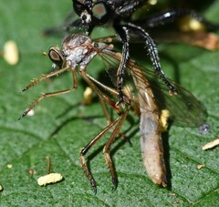 Leptogaster flavipes