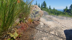 Drosera intermedia