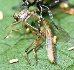 Leptogaster flavipes