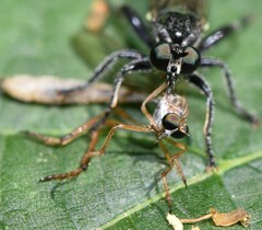 Leptogaster flavipes