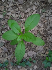 Phytolacca americana