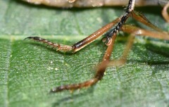 Leptogaster flavipes
