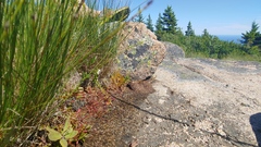 Drosera intermedia