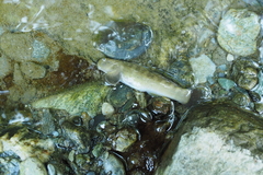 Sicyopterus japonicus