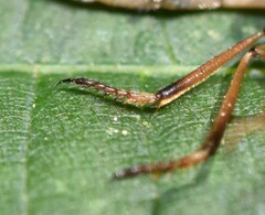 Leptogaster flavipes