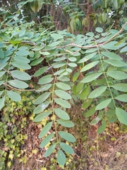 Robinia pseudoacacia