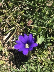 Gentiana pyrenaica