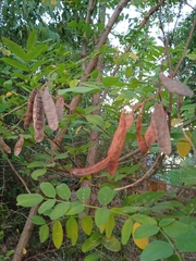 Robinia pseudoacacia
