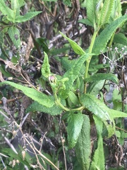 Aristeguietia salvia