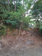Robinia pseudoacacia