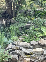 Geothlypis tolmiei