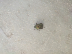 Protaetia speciosissima