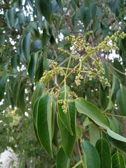 Ligustrum lucidum