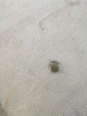 Protaetia speciosissima