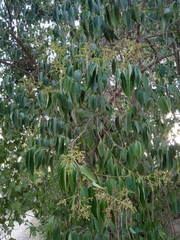 Ligustrum lucidum
