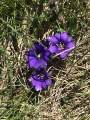 Gentiana pyrenaica