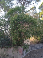 Ligustrum lucidum