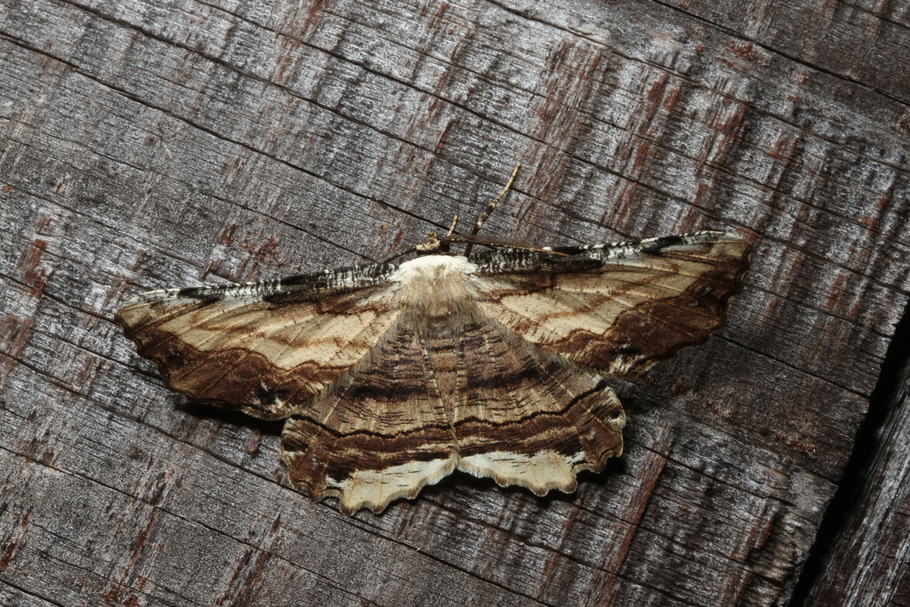 Lytrosis heitzmanorum