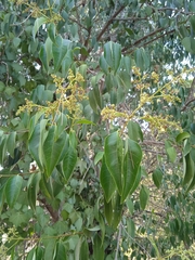 Ligustrum lucidum