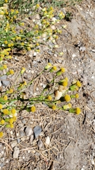 Erigeron inornatus