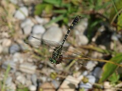 Onychogomphus forcipatus