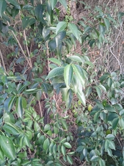 Ligustrum lucidum