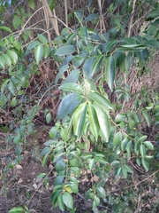 Ligustrum lucidum