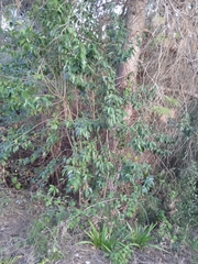 Ligustrum lucidum