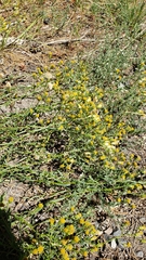 Erigeron inornatus