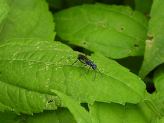 Chalybion japonicum