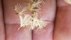 Erigeron inornatus