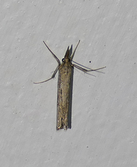 Thaumatopsis repandus