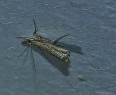 Thaumatopsis repandus