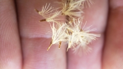Erigeron inornatus