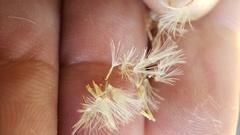 Erigeron inornatus