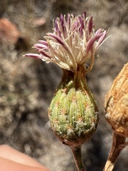 Centaurea exarata