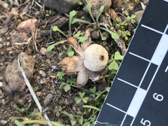 Geastrum floriforme
