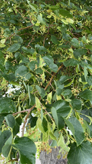Tilia cordata