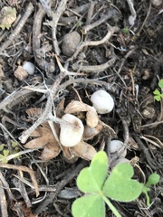 Geastrum floriforme