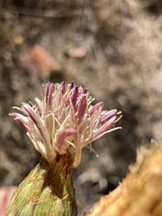 Centaurea exarata