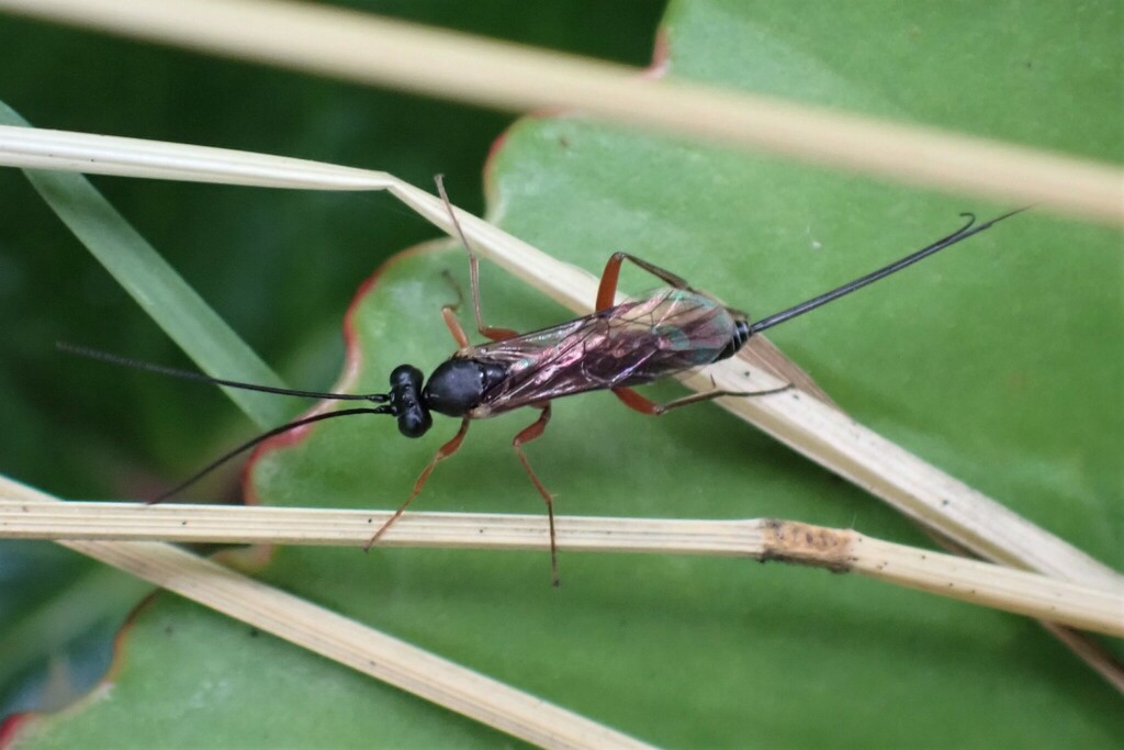 Bathythrix claviger