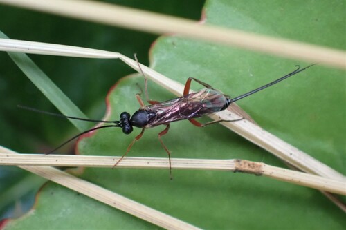 Bathythrix claviger