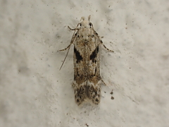 Caryocolum blandella