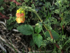 Hermannia desertorum